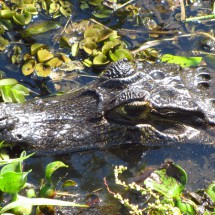 Crocodile in the water I